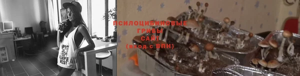 шишки Заводоуковск